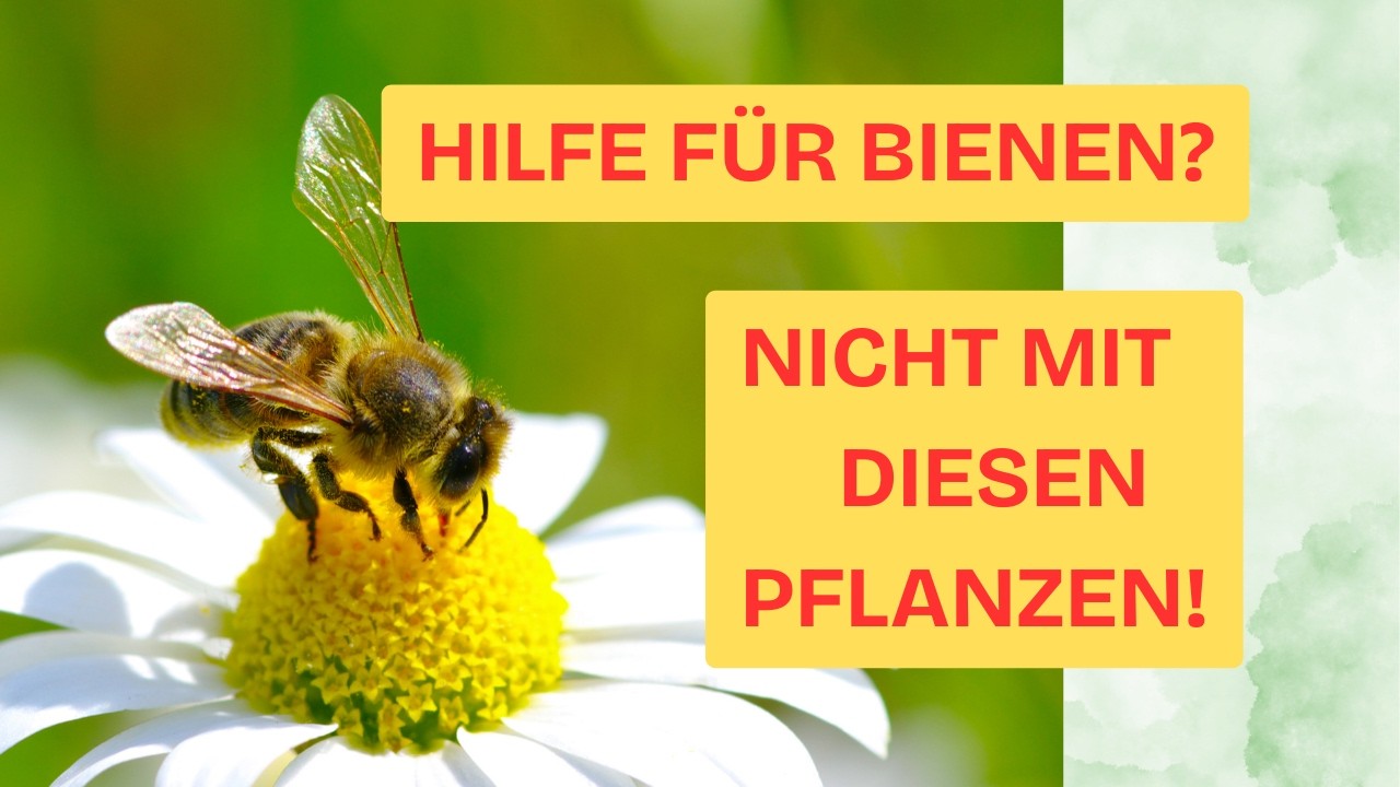 Diese Pflanzen sind NICHT bienenfreundlich &ndash; aber jeder glaubt&rsquo;s!