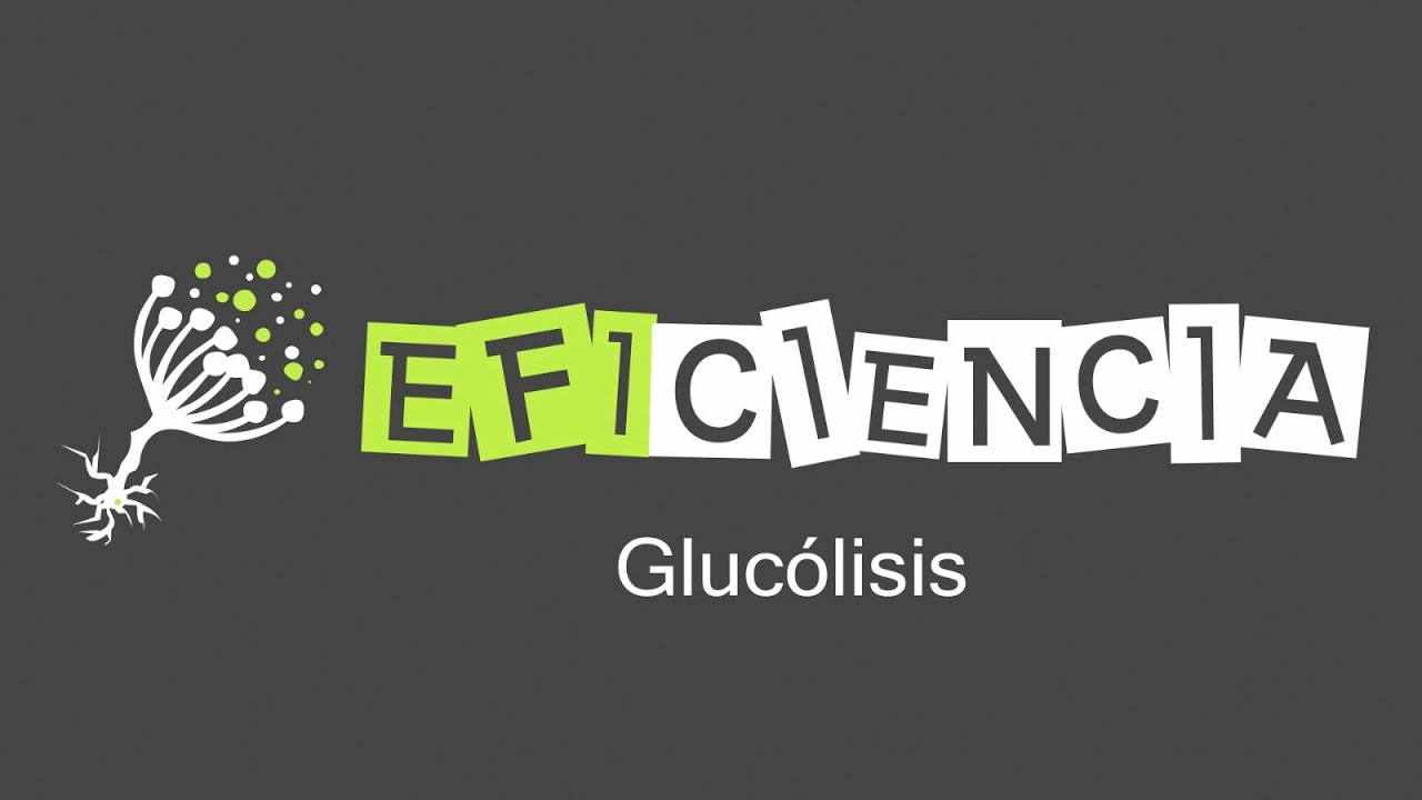 GLUCÓLISIS. Reacciones enzimáticas paso a paso. Glucosa Piruvato Anaerobia