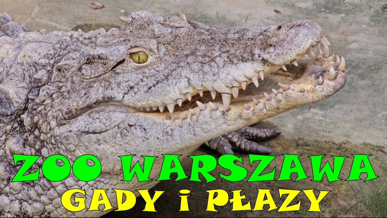 ZOO Warszawa – Gady i płazy 🦎🐍 | Herpetarium w Warszawskim ZOO (film)
