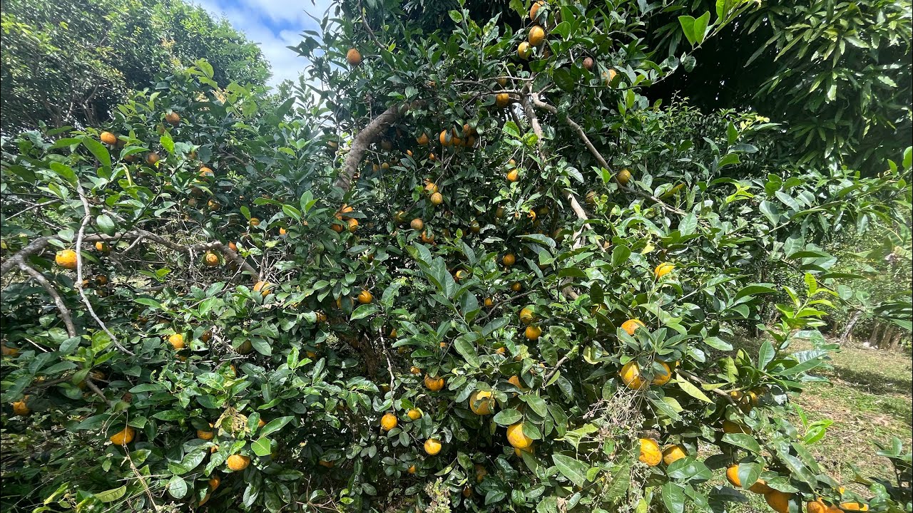 Sítio a venda 2 hectares em Alagoa Nova Paraíba valor 130 mil reais zap 83 9 9617-1757 Ivanilson 
