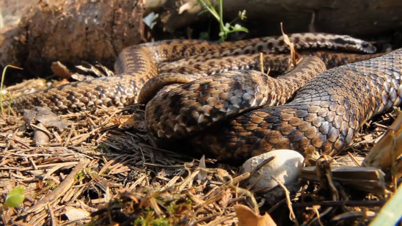 La vita delle vipere - Parco naturale Prealpi Giulie