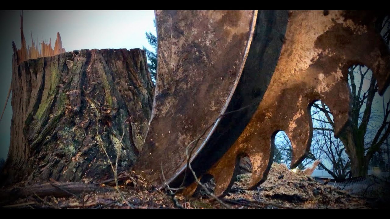 WRECKING tree stumps with a 330 excavator
