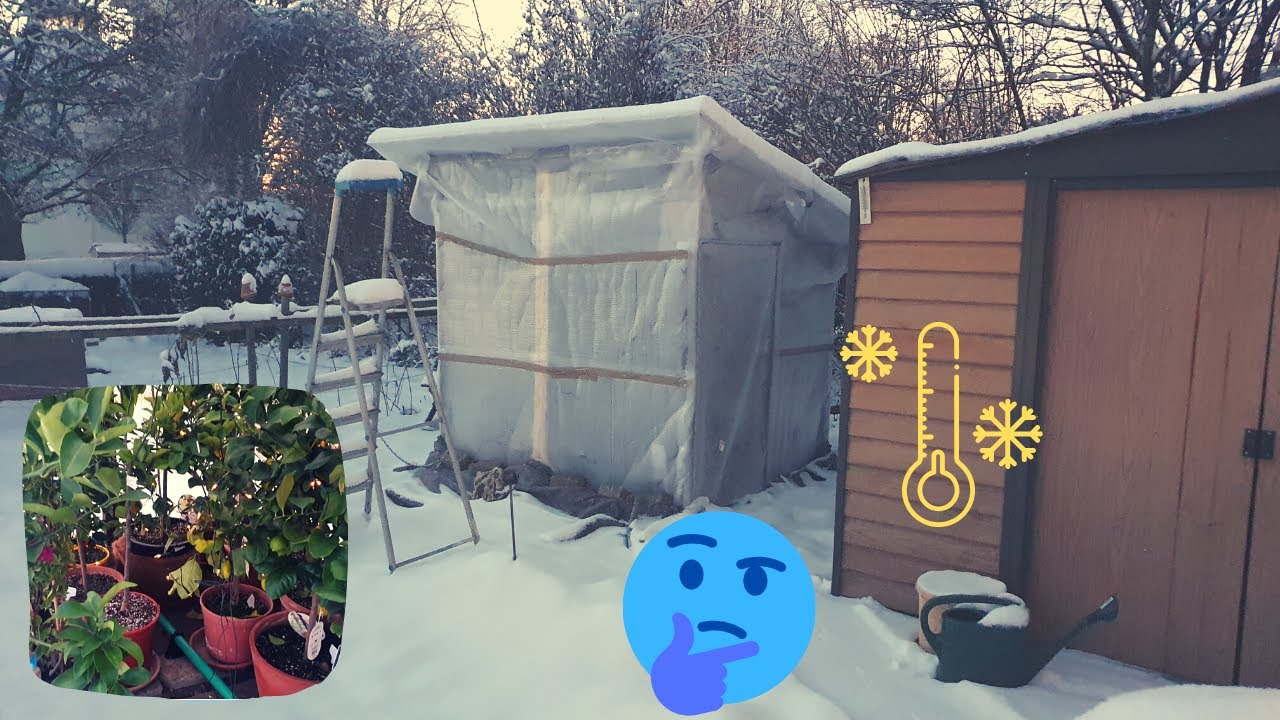 How to overwinter plants. Heating greenhouse in winter. What does it cost to keep plants frost free.