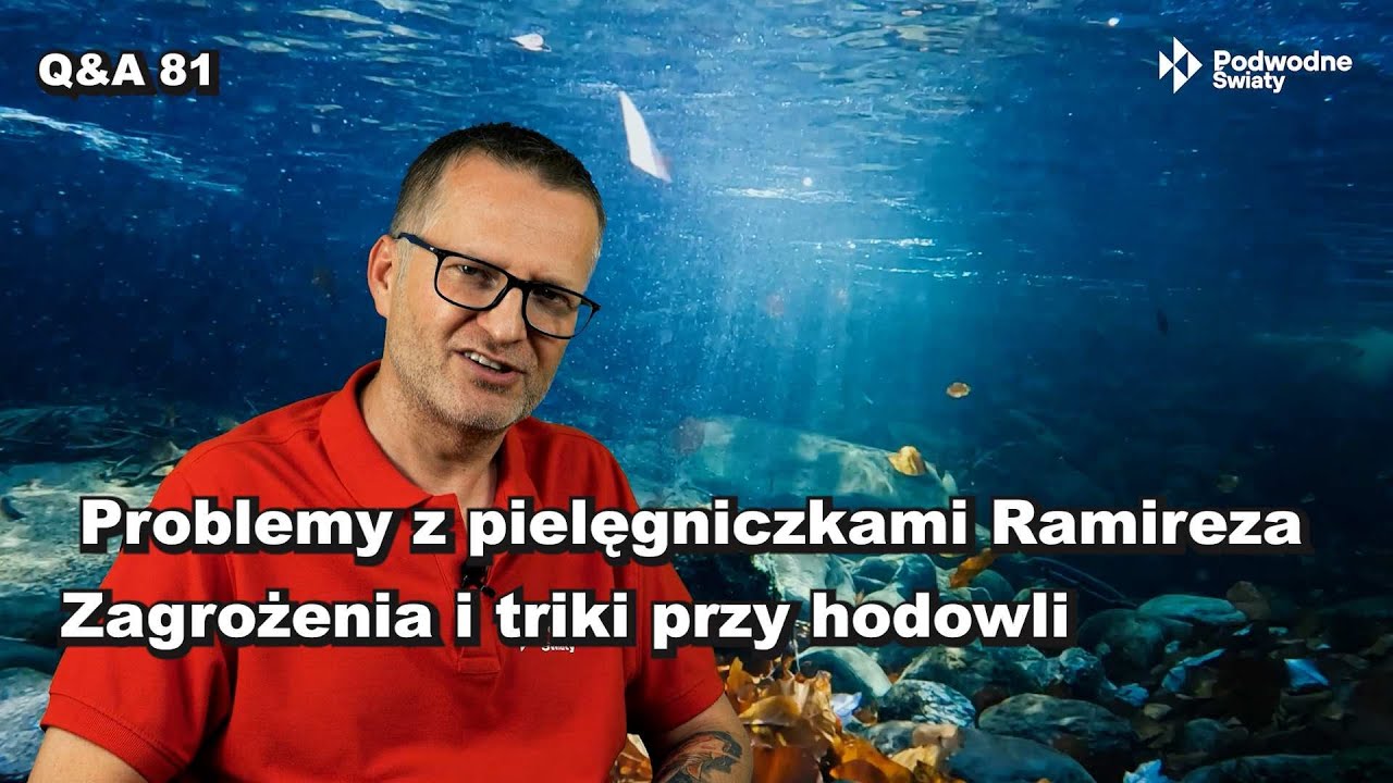 Q&A 81. Problemy z pielęgniczkami Ramireza. Ramirezy & CO2. Triki hodowlane