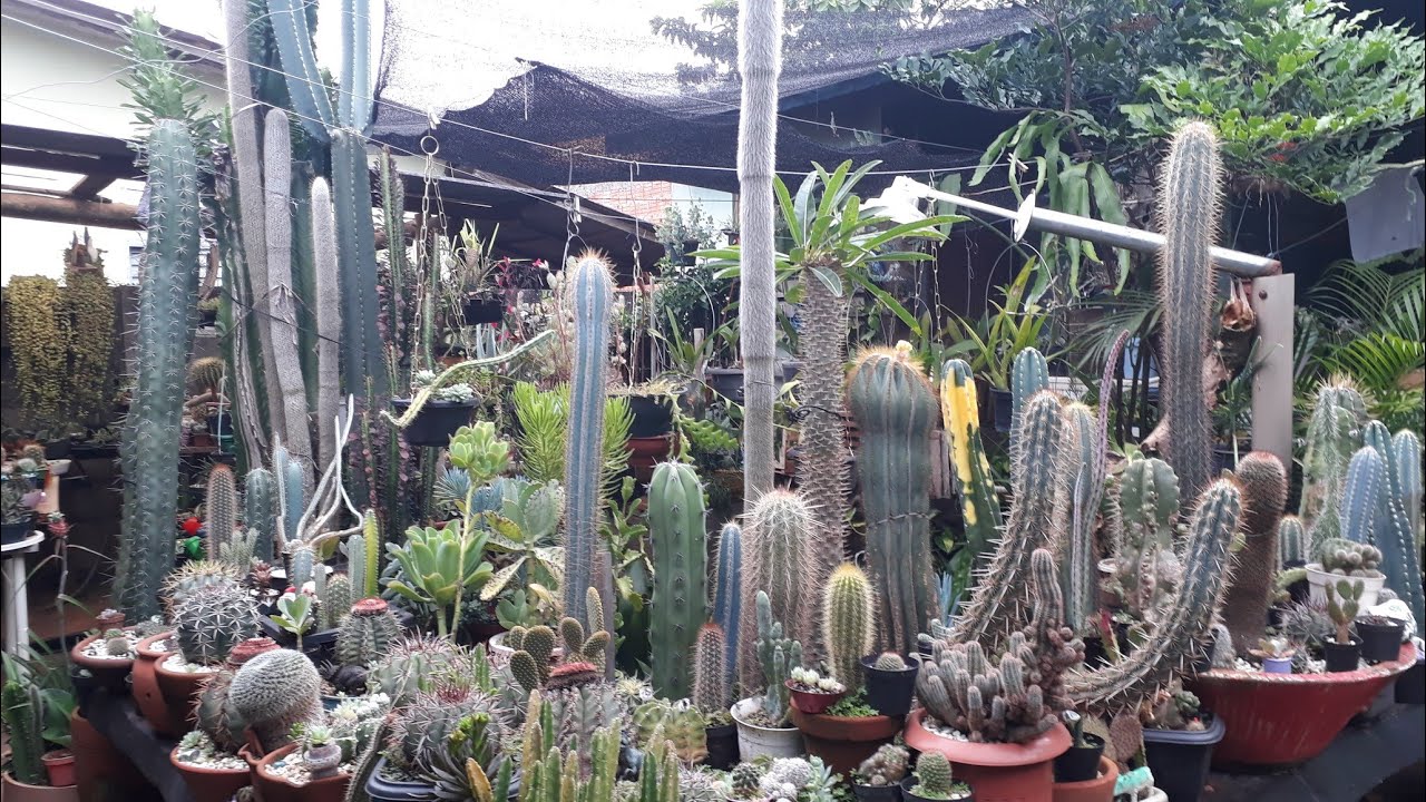 Cactos azuis, pilozocereus, lindezas colunares.