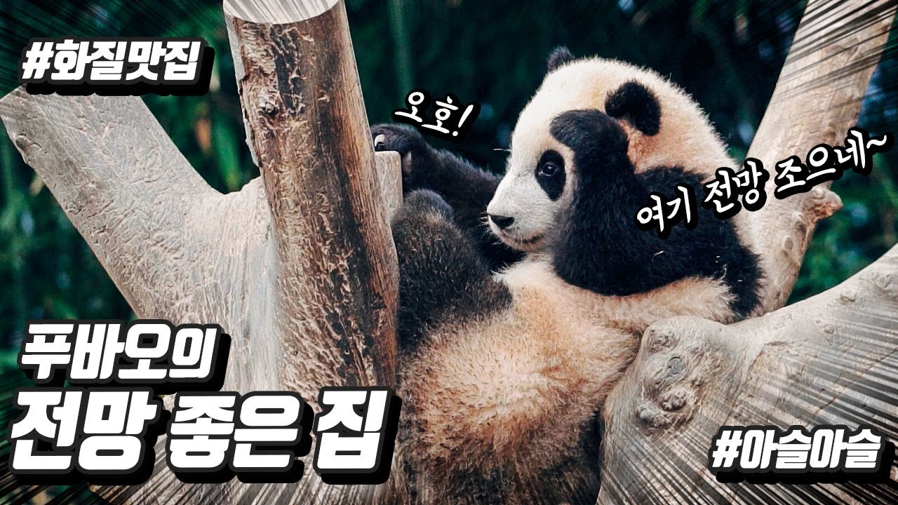 나무 위에 올라가 꽁냥거리는 아기판다 푸바오! 