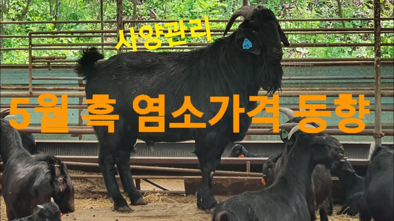 신성[동물농장 염소방송tv] 5월 염소 농장방문 가격동향 . #염소가격 #흑염소가격
