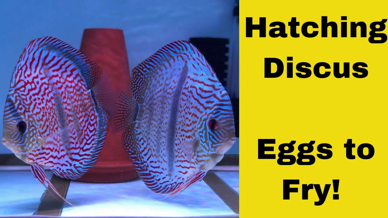 How do I Breed Discus? 12 Days from Egg to Fry Hatching Discus!
