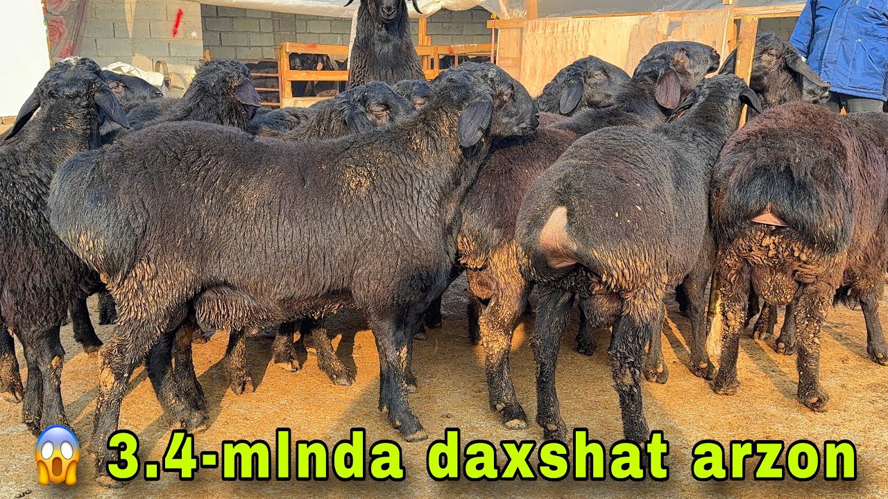 3.4-MLN 😱 DOSTONDA DAXSHAT ARZON QO’CHQORLAR 🔥 OLIB QOLING!
