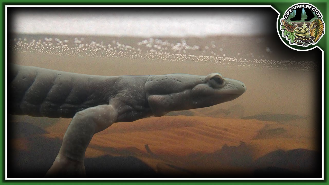 50+ Jefferson Salamanders Trapped in Frozen Pond!