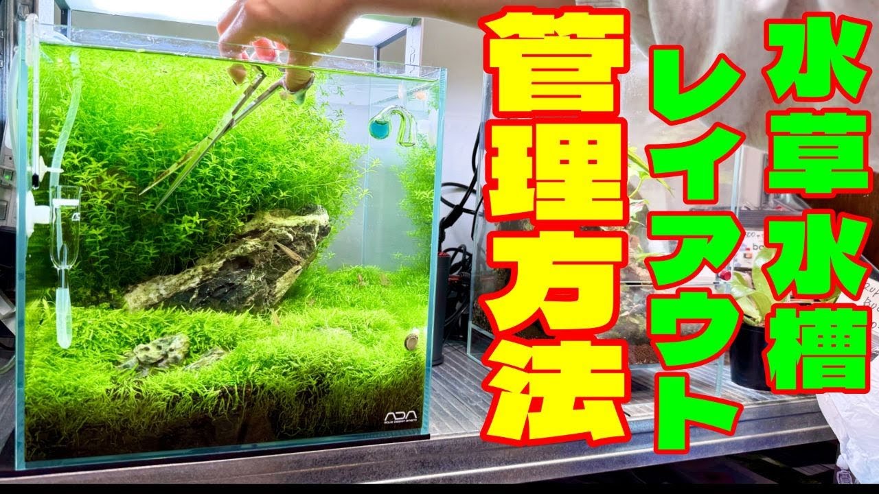 【アクアリウム】私の水草レイアウト水槽の管理方法（日々のトリミングはどうやってるの？）