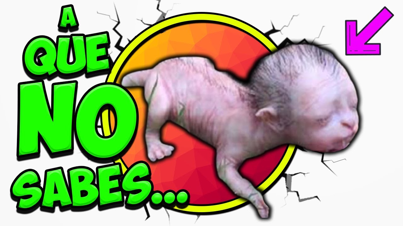 Los mejores TOP-5 💎 Las CURIOSIDADES + WTF