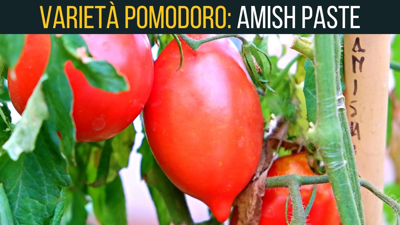 AMISH PASTE 🍅il pomodoro degli Amish👨&zwj;🌾 | Episodio 4| Food Stories