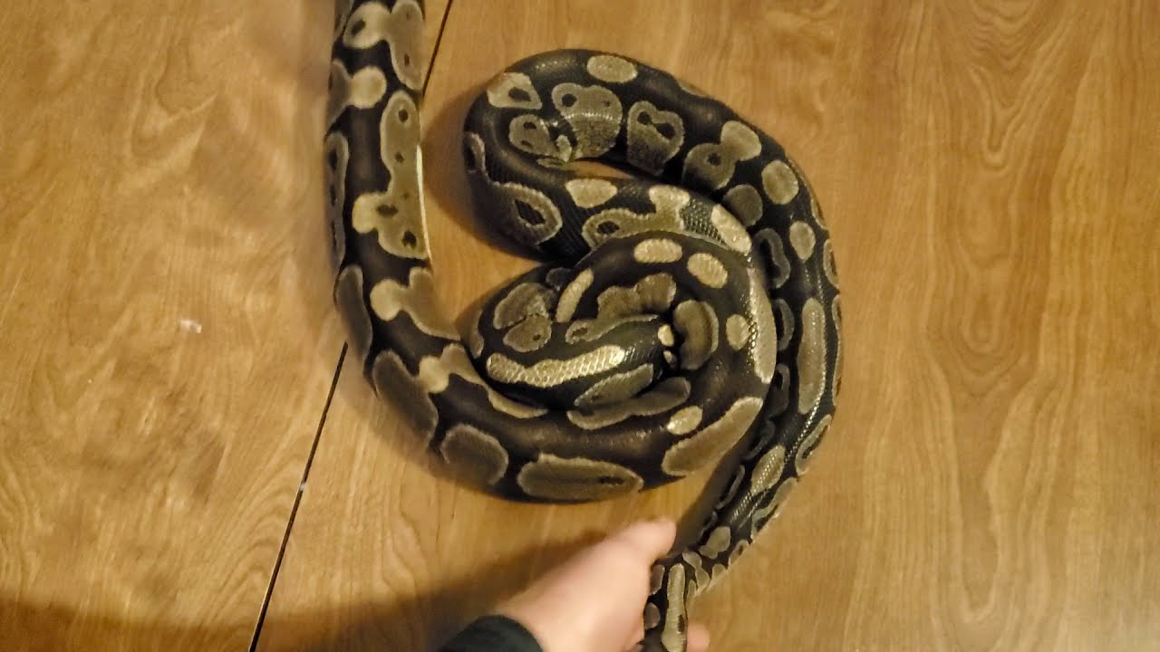 My pet Ball Pythons of 25 years