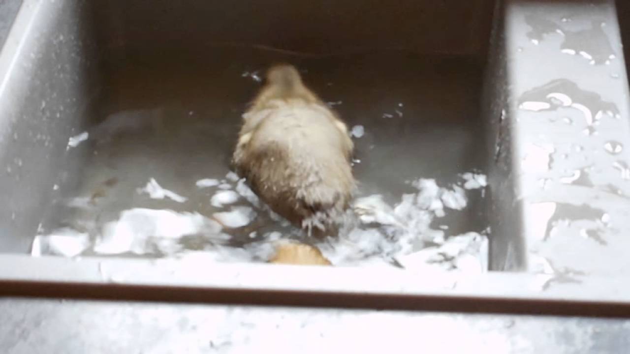 Le bain de Pétard le Canard ( et de Gertrude la canne )