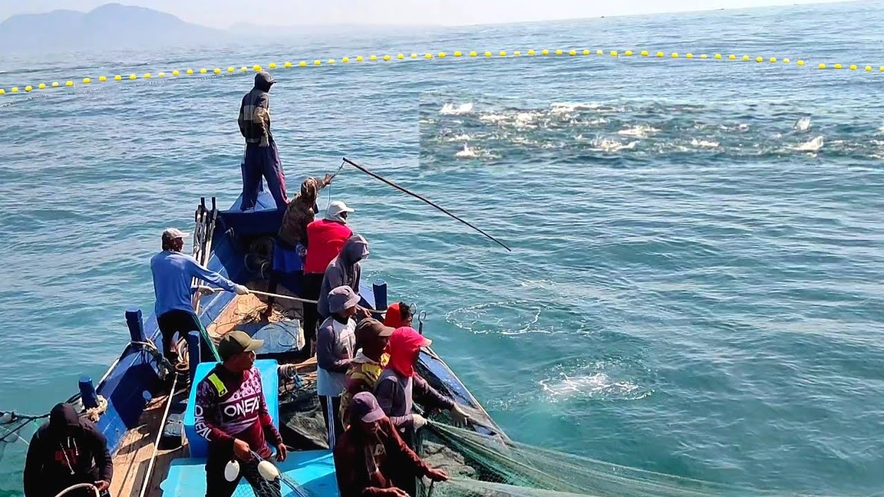 Jaring lingkar, Luar biasa gak di sangka dapat banyak ikan tongkol, begini prosesnya