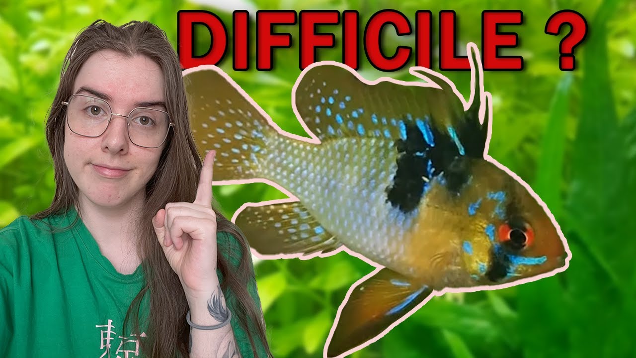 Ce qu'on ne vous dit pas sur le ramirezi ! (explication comportementale)