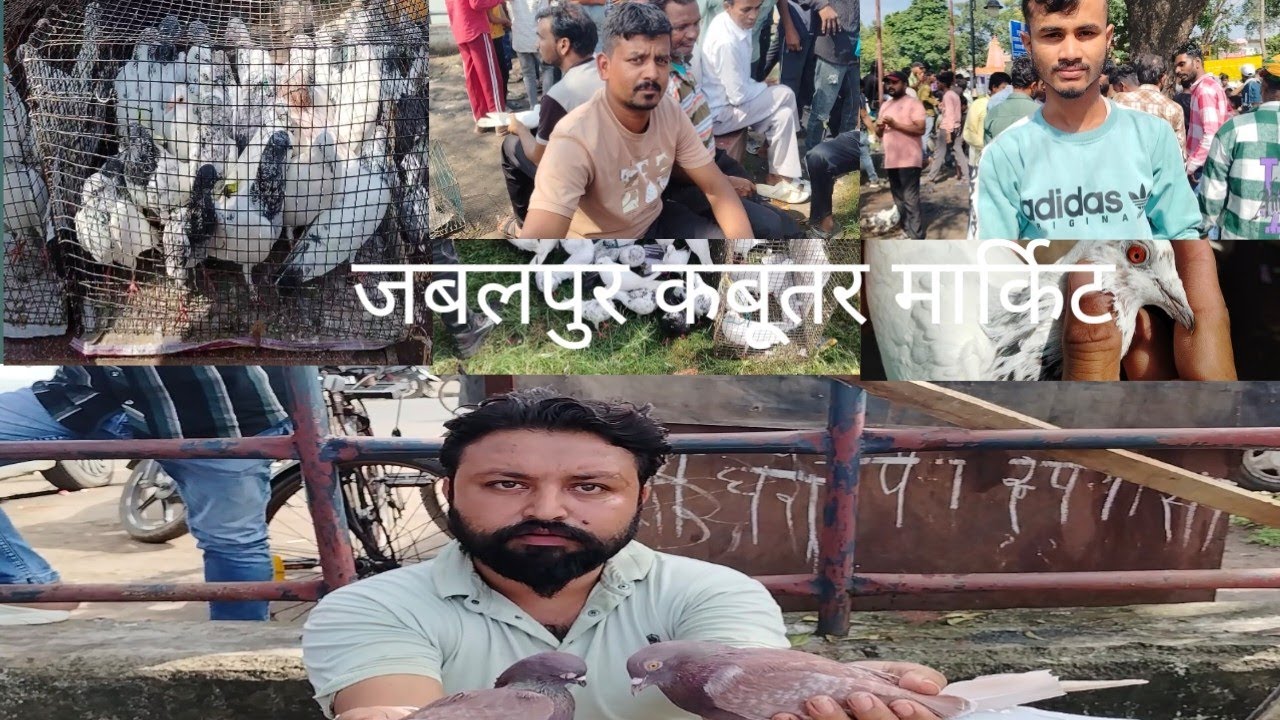 जबलपुर कबूतर मार्किट #jabalpurmarket #pigeon #pigeonbird #viralvideo 