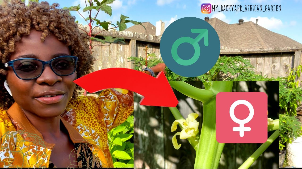 How To Tell the difference between Male, Female and Hermaphrodite Papaya Tree. Growing Papaya in USA