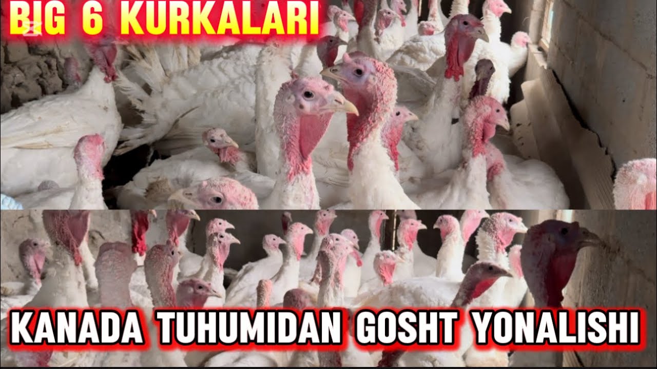 BIG 6 KURKALARI KANADA TUHUMIDAN GO‘SHT YONALISHI DEHQON DAN