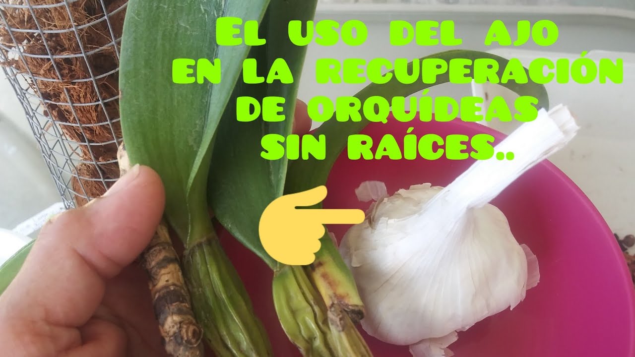 El uso del (ajo) en la recuperación de ORQUÍDEAS sin raices.🌾