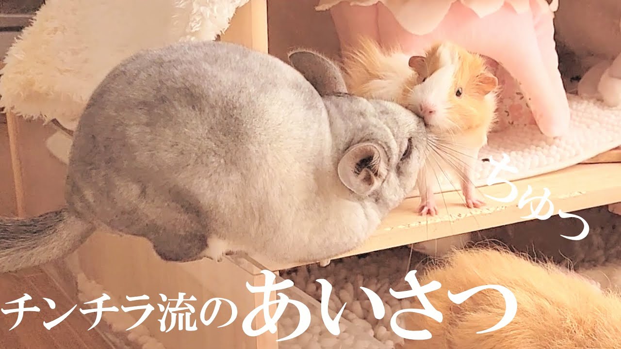 チンチラとモルモットが一緒にいるとかわいい