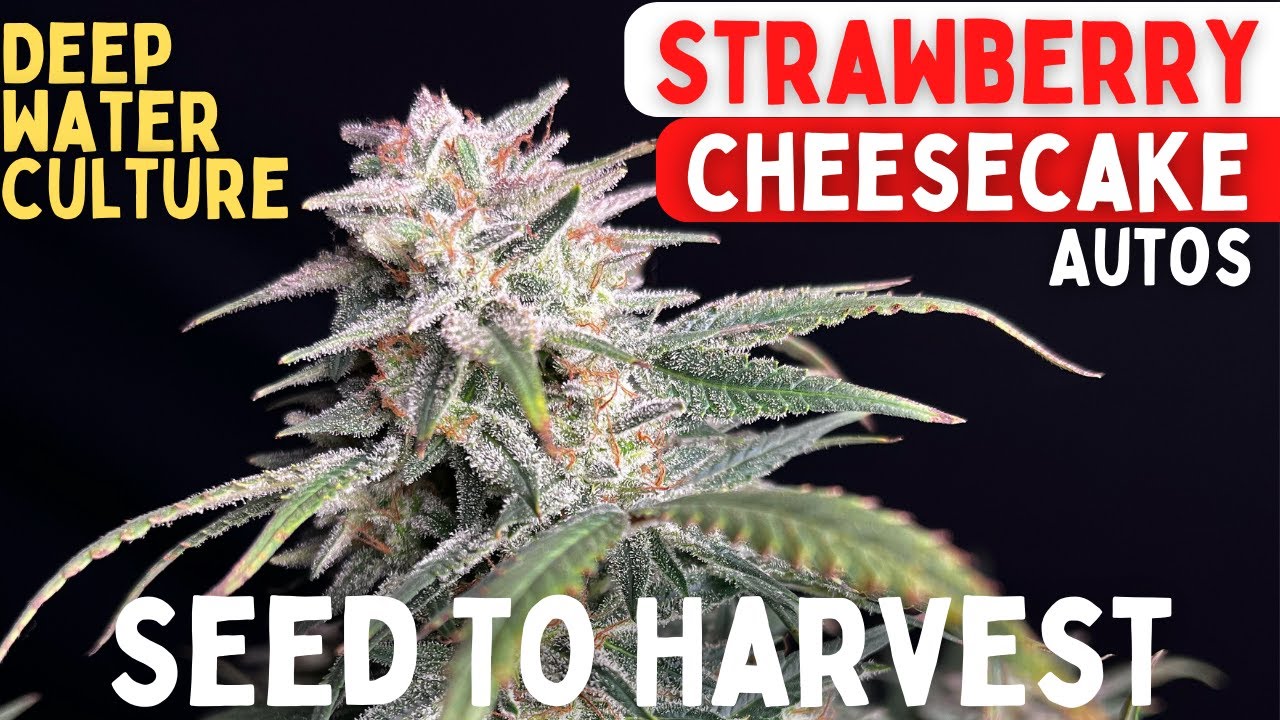 STRAWBERRY CHEESECAKE Autoflowers in Deep Water Culture (Seed To Harvest)