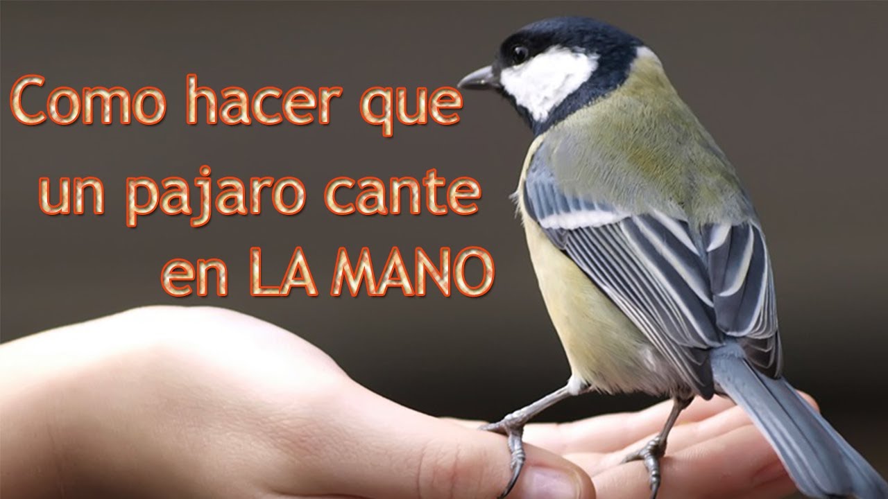 Como hacer para que el pájaro cante en la mano