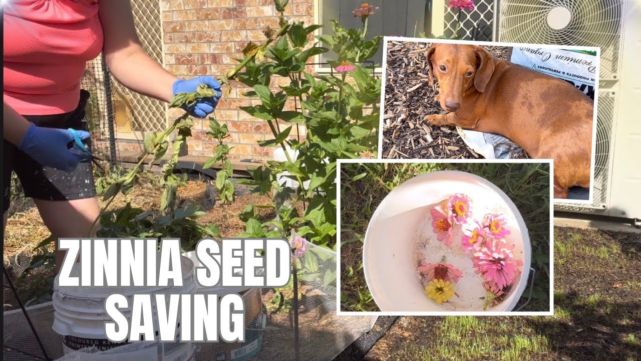 Winter garden diaries | EP 5 | Zinna seed saving and tunnel reset