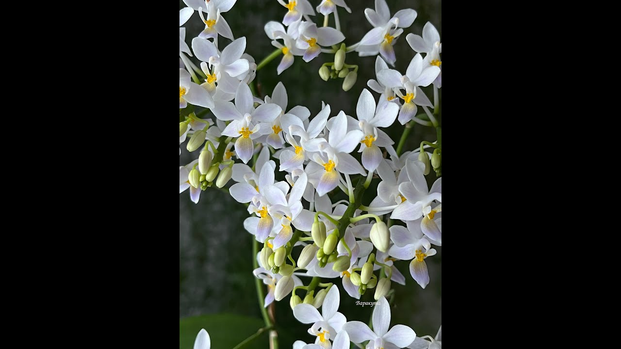 Phal. equestris var blue .
