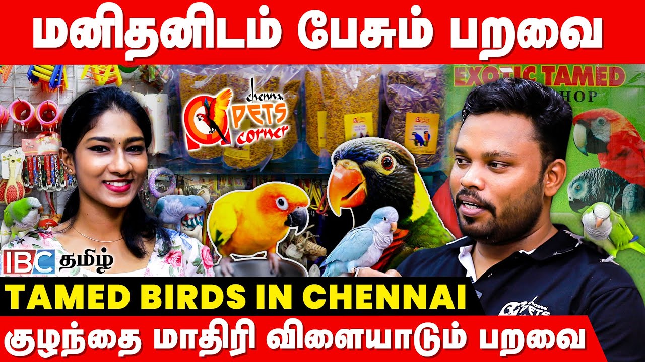 Wow😲🤩 இப்படி எல்லா கூட பறவை இருக்கா..! அசந்துப் போன Anchor | Exotic Birds & Tamed Birds In Chennai