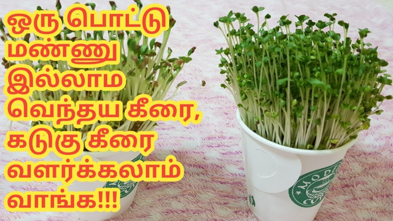 ஒரு பொட்டு மண்ணு இல்லாம வெந்தய கீரை, கடுகு கீரை வளர்க்கலாம் பாருங்க!!!making fenugreek plant