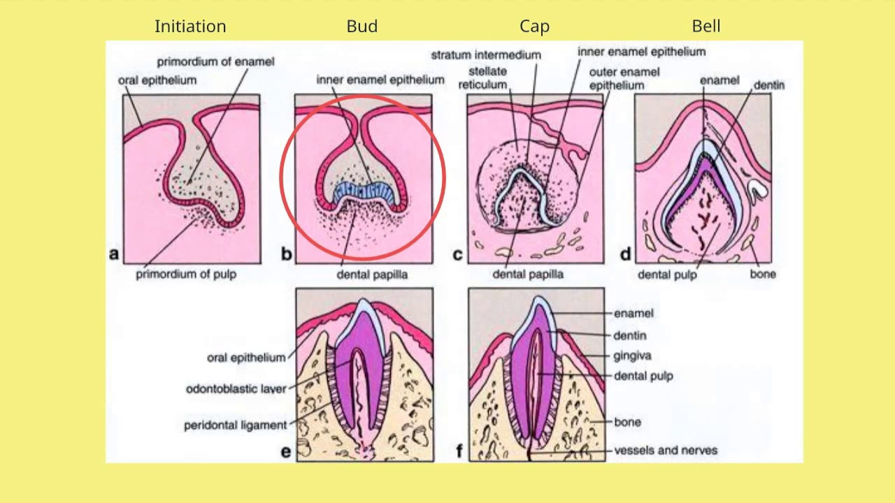 Bud, Cap, Bell
