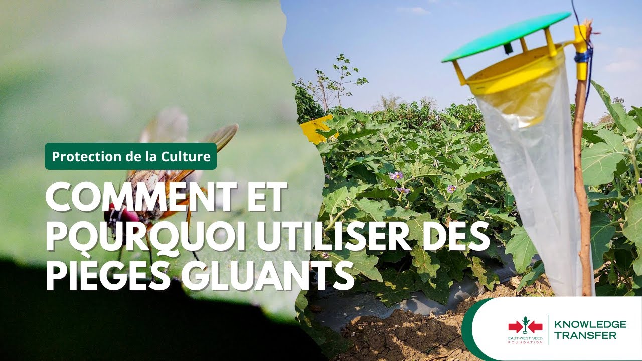 Protection de la Culture partie 2 - Comment et pourquoi utiliser des pi&egrave;ges gluants