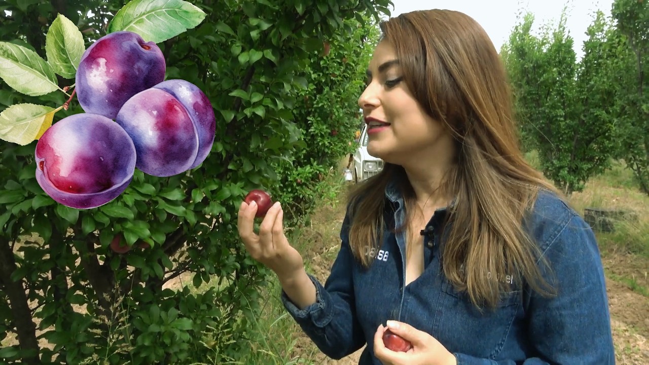 Nos gusta producir calidad COSECHA de CIRUELAS en Jerez, Zacatecas,