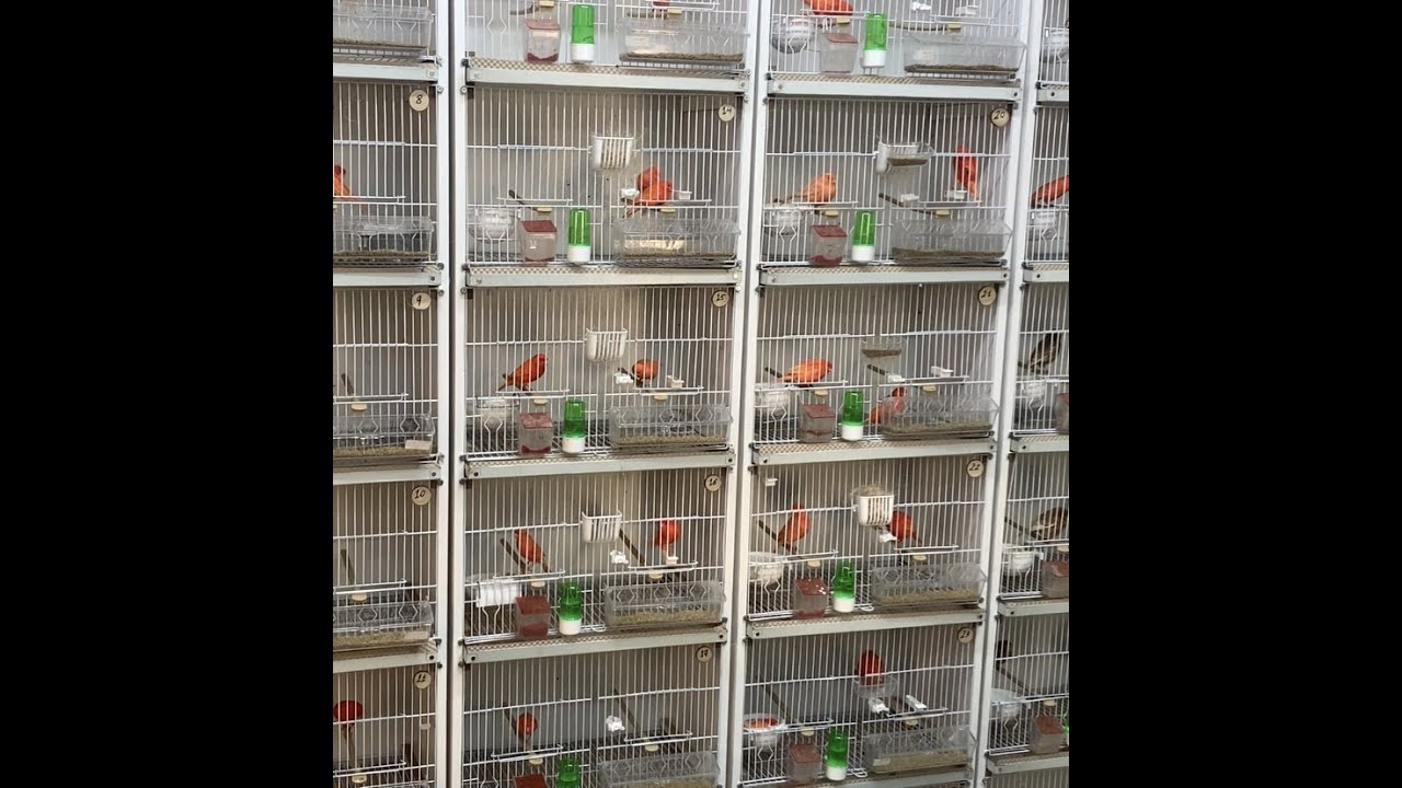 new birds breeding room 2023 season