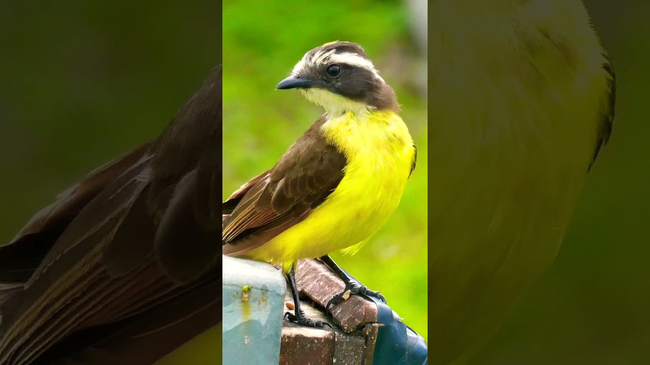 Rusty-Margined Flycatcher (Myiozetetes cayanensis) hunting, French Guiana  #birds  #amazon