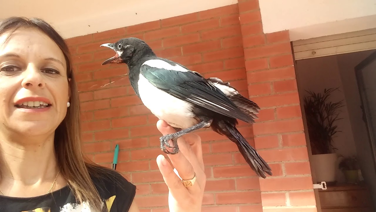 cría de una urraca