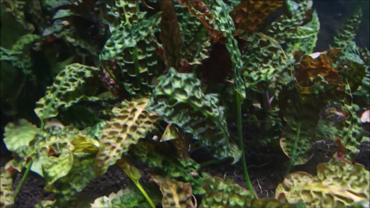 Cryptocoryne bullosa (クリプトコリネ　ブローサ)