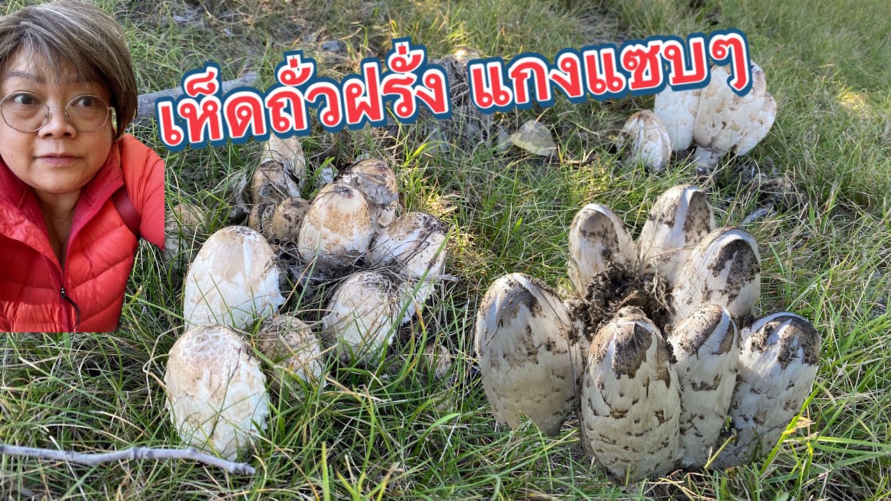 เห็ดถั่วฝรั่ง,(แกงแซบๆแล้วมาเด้อจ้า), Fjällig bläcksvam, (Coprinus comatus),22 กันยายน ค.ศ. 2022