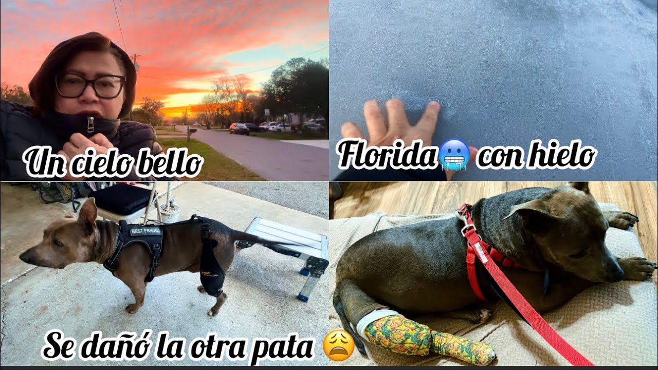 Florida 🥶 así amanecimos !! Malas😩 Noticias mi perro 🐕 