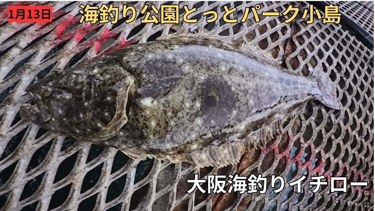 海釣り公園とっとパーク小島　冬の大物　ヒラメ　のませサビキ２本針にて