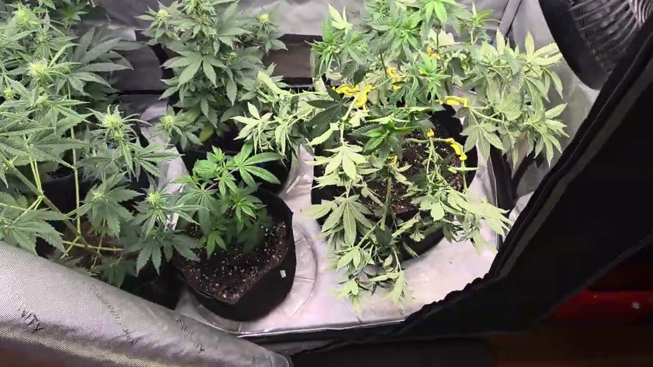 Blue Dream & Super Boof starting week 4 in Flower. 