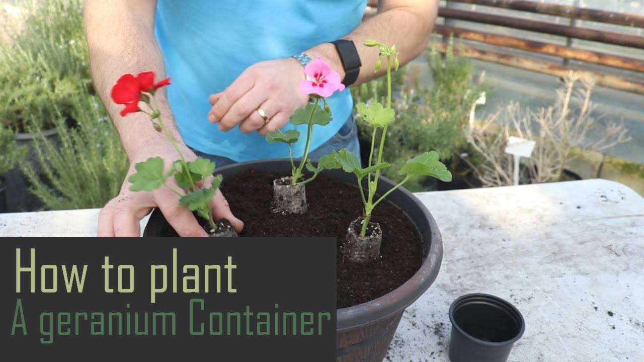 EP155 - How to plant up a Geranium Container