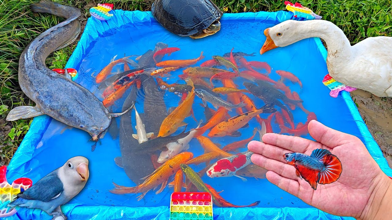 Mancing ikan cupang warna warni di kolam, ikan lele, ikan hias, ikan mas, ikan besar, ikan lucu