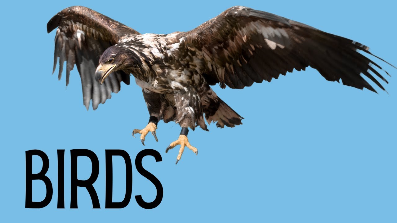 Bird Characteristics