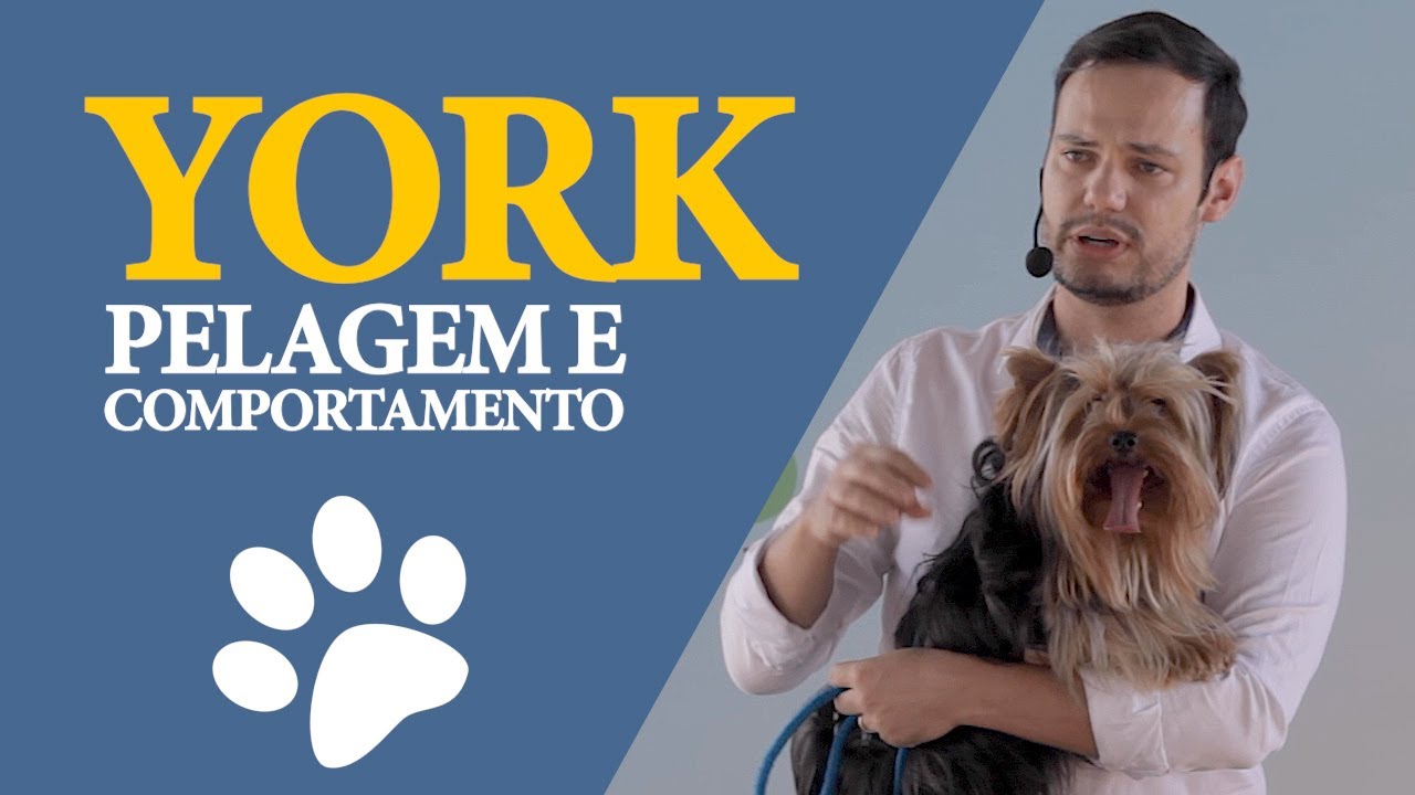 Renato Leiva - Cuidados Com Yorkshire (Pelagem e Comportamento)