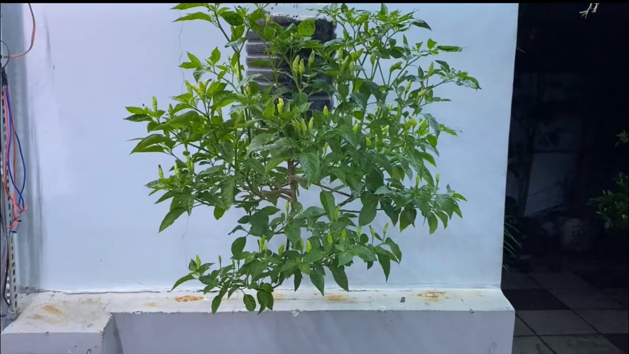 Grow upside down Chili Pepper / trồng ớt treo ngược .