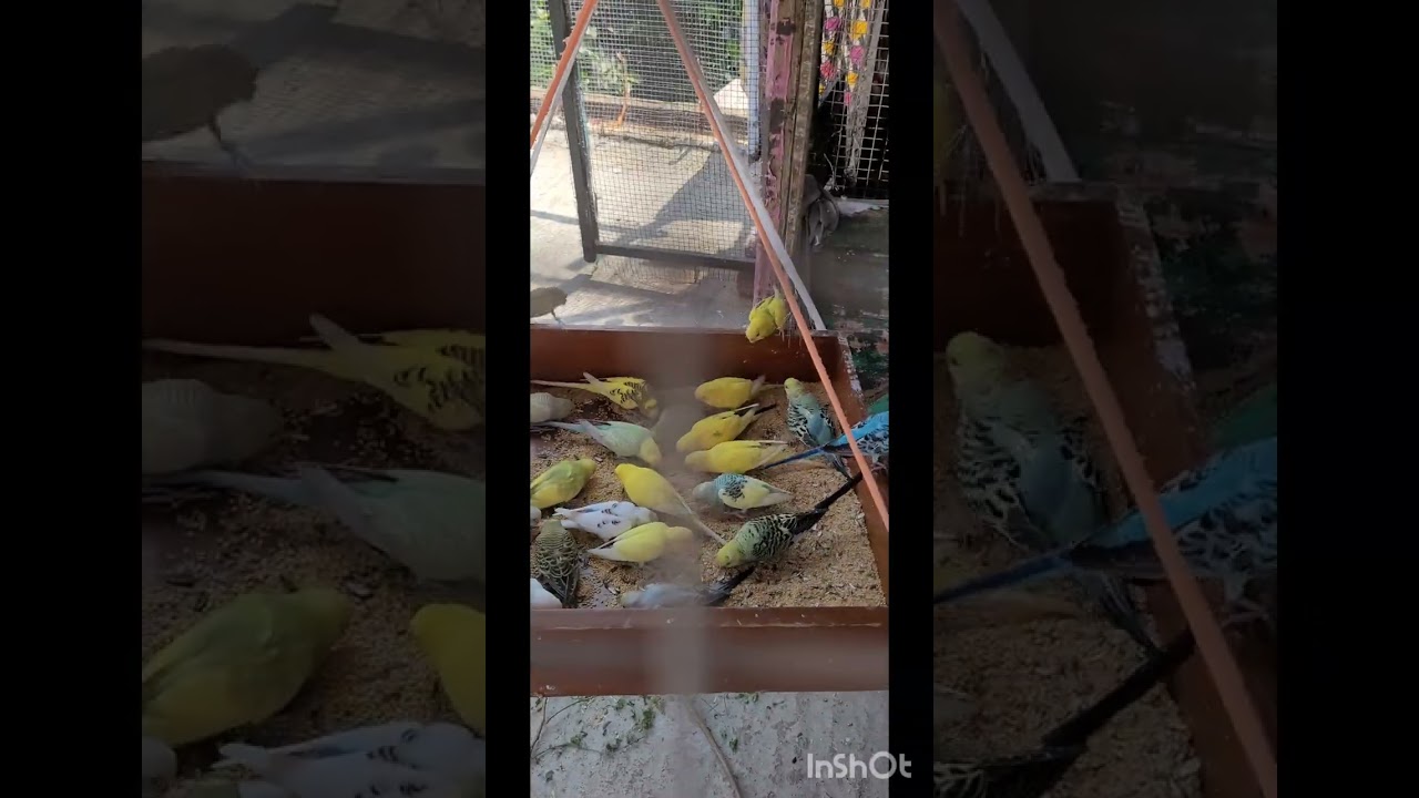 my birds new cage,😍🥰😍🥰