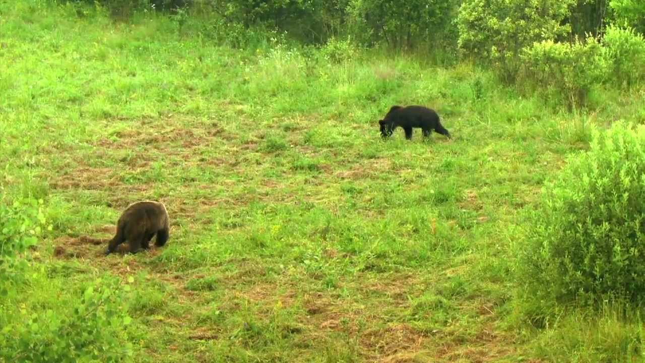 Cati ursi are Romania? | Digi24 | Romania Din|Interior